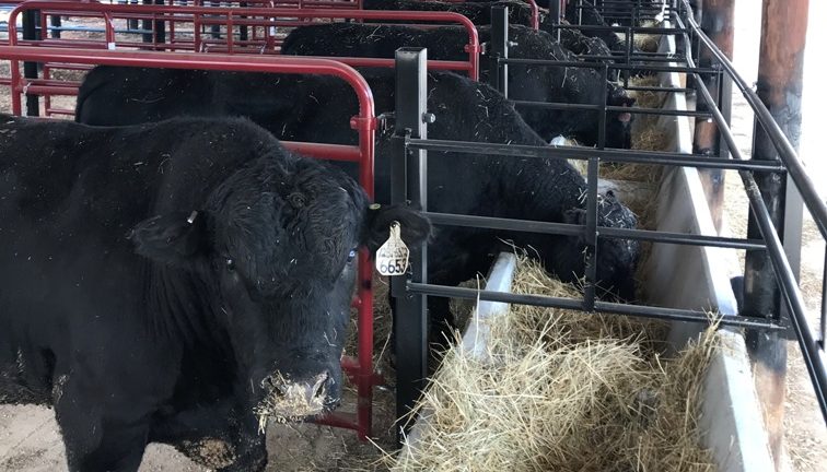 Nutrition study in beef heifers