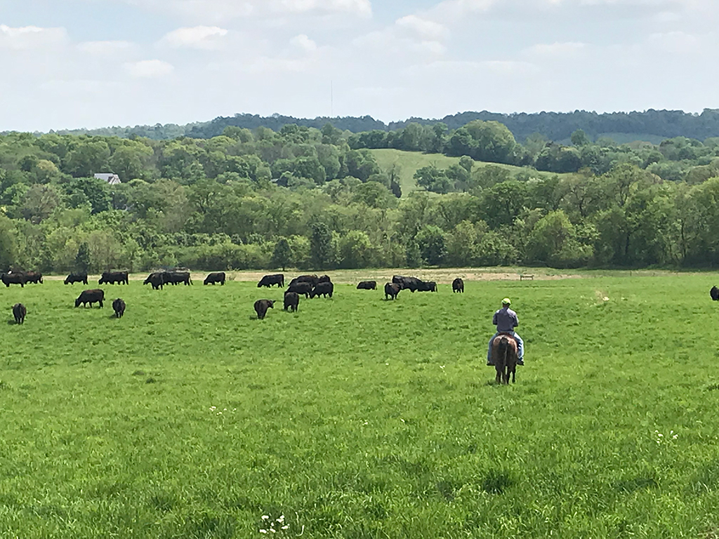 Horseback rider in field where cows are feeding