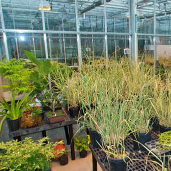 inside a greenhouse 