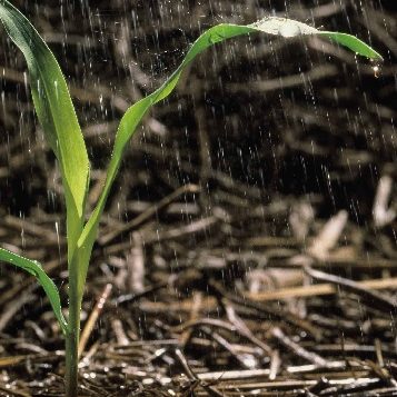 Corn Seedling 