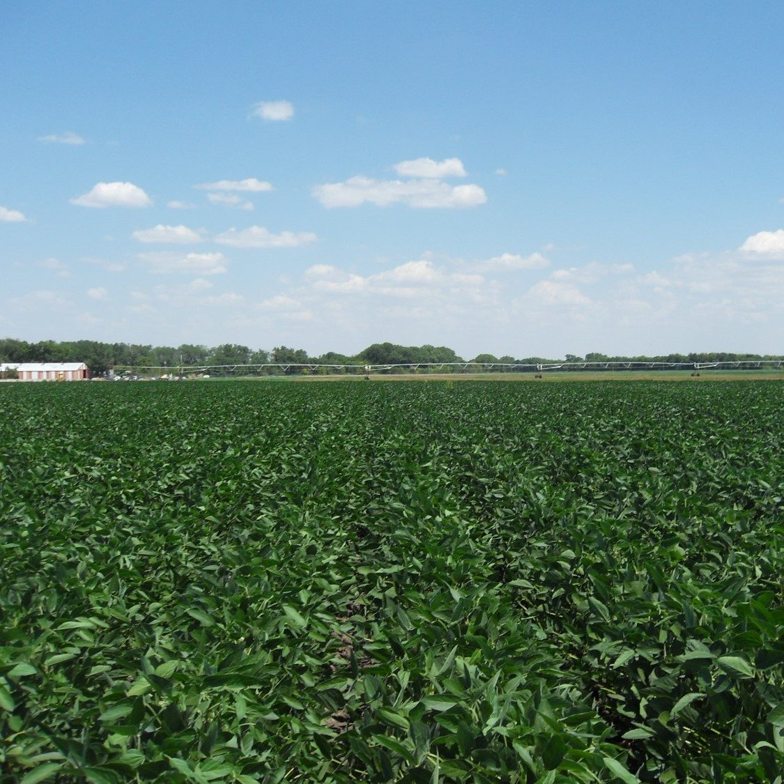 Bean row crops 