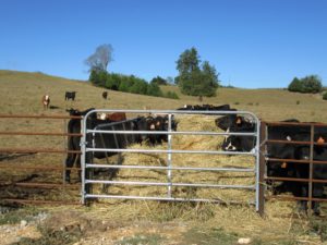 Fence Line Feeder Cattle