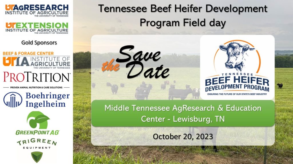 Save the Date card for the 2023 TN Beef Heifer Development Program Field Day event