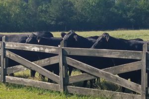 More heifers up against a wooden fence on the Middle Tennessee Center in Lewisburg