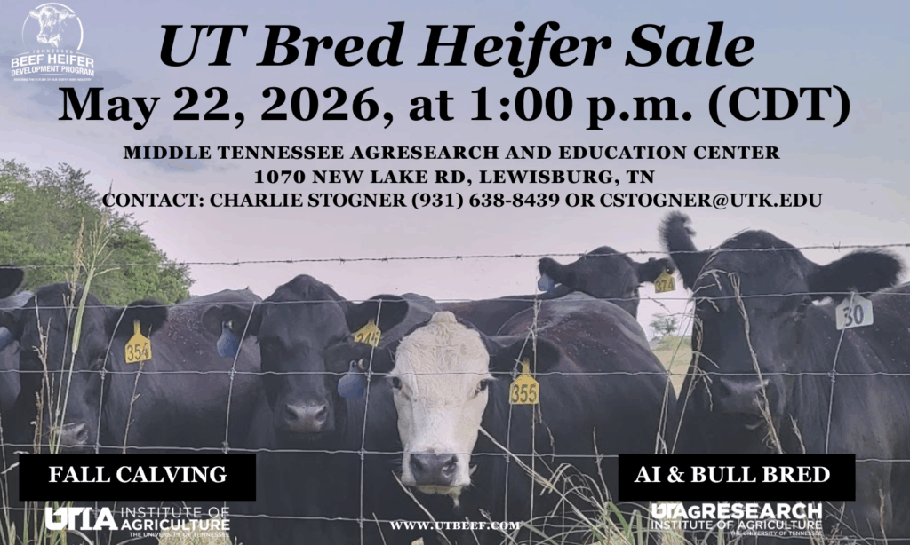 Save the date card for 2026 Tennessee Beef Heifer Development Program Field Day being held on May 22, 2026 starting at 1:00 pm (Central Time)